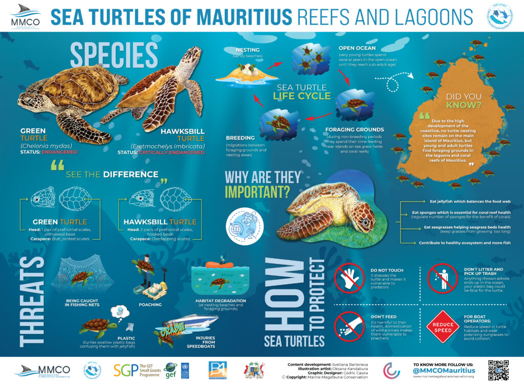 Turtles - Marine Megafauna Conservation Organisation